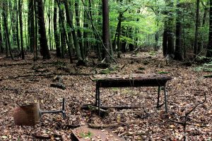 forest workplace, desk, office chair